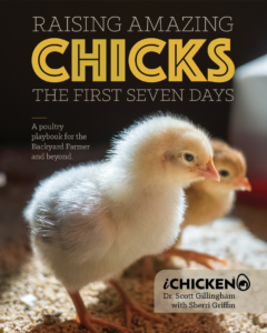 raising amazing chickens